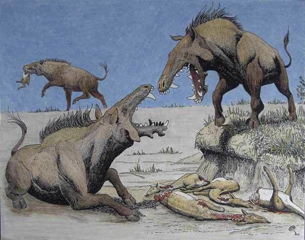 Entelodont Those giant killer pigs from hell aren39t pigs Scientific American