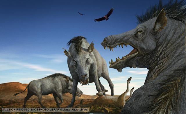 Entelodont BBC Nature Entelodonts videos news and facts
