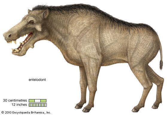 Entelodont entelodont extinct mammal Britannicacom