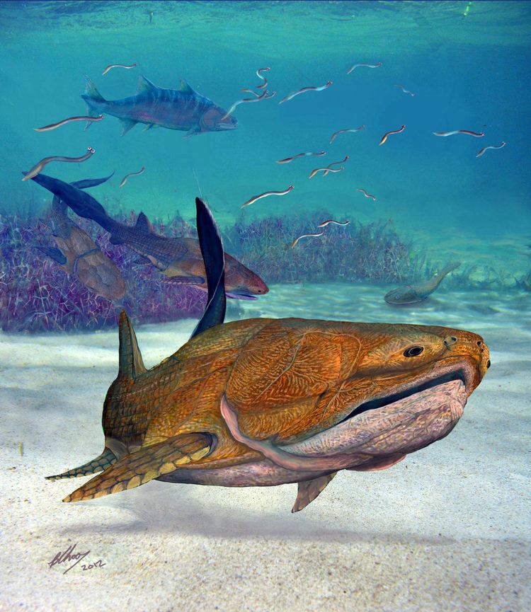 Entelognathus Entelognathus Paleontologists Find 419MillionYearOld Jawed Fish