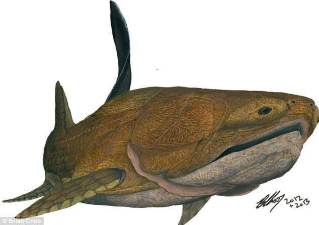 Entelognathus Entelognathus The world39s first FACE The fossil of fish that re