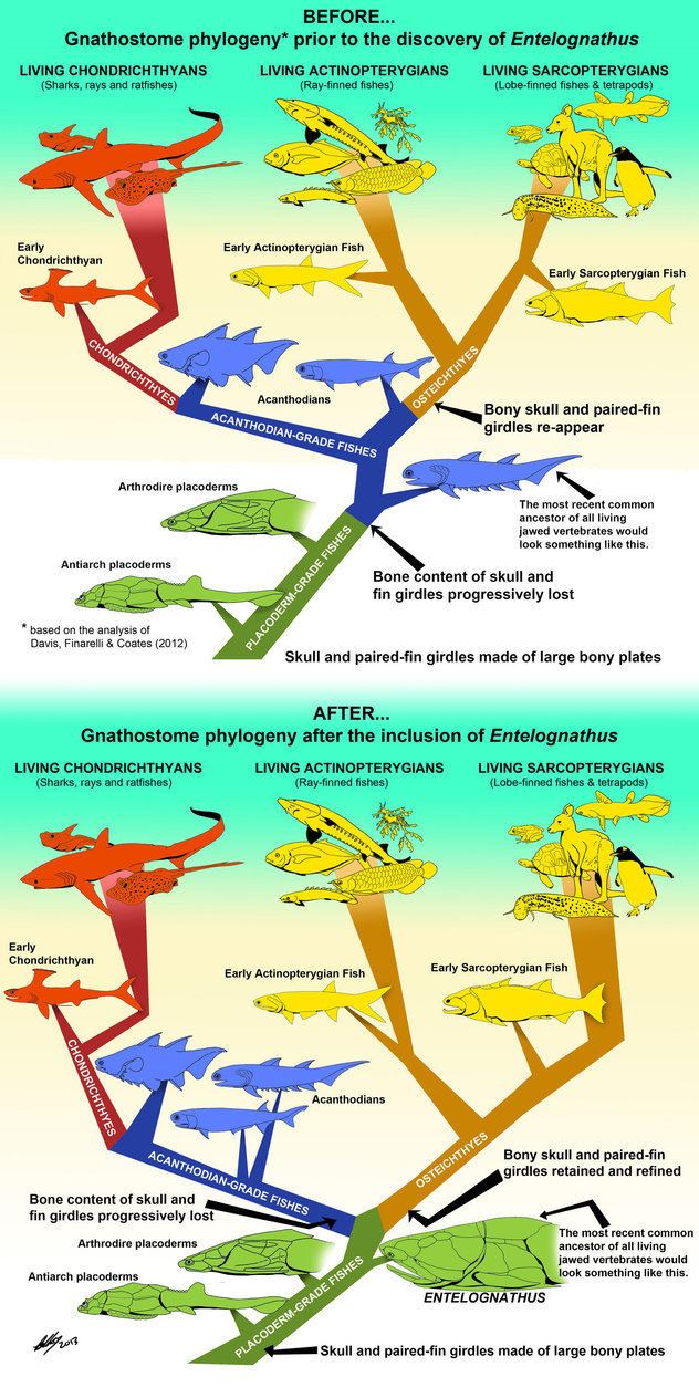 Entelognathus Entelognathus 3 Shaking the tree by Gogosardina on DeviantArt