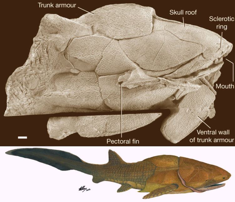 Entelognathus cdnscinewscomimagesenlargeimage14122eEnte