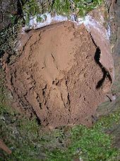 Enteridium lycoperdon httpsuploadwikimediaorgwikipediacommonsthu