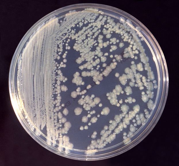 Enterobacter httpsuploadwikimediaorgwikipediacommons77