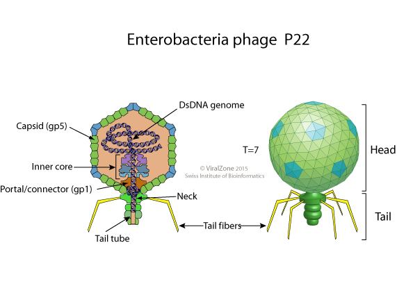 Enterobacteria phage P22 educationexpasyorgimagesP22likevirusvirionjpg