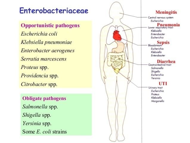 Enterobacteriaceae httpsimageslidesharecdncomenterobacteriaceae