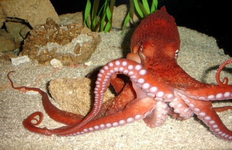 Enteroctopus Enteroctopus dofleini Giant octopus Octopus dofleini