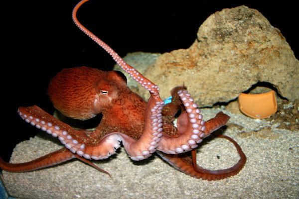 Enteroctopus dofleini Giant Pacifc Octopus Enteroctopus dofleini