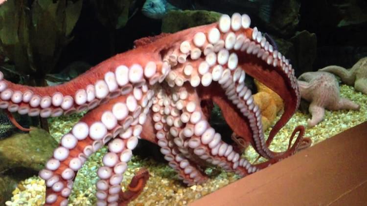 Enteroctopus Giant Pacific octopus Enteroctopus dofleini at Georgia Aquarium