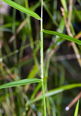 Entolasia Entolasia marginata New Zealand Plant Conservation Network