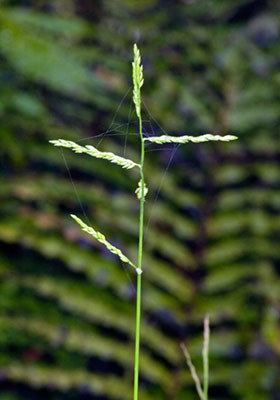 Entolasia Entolasia marginata New Zealand Plant Conservation Network