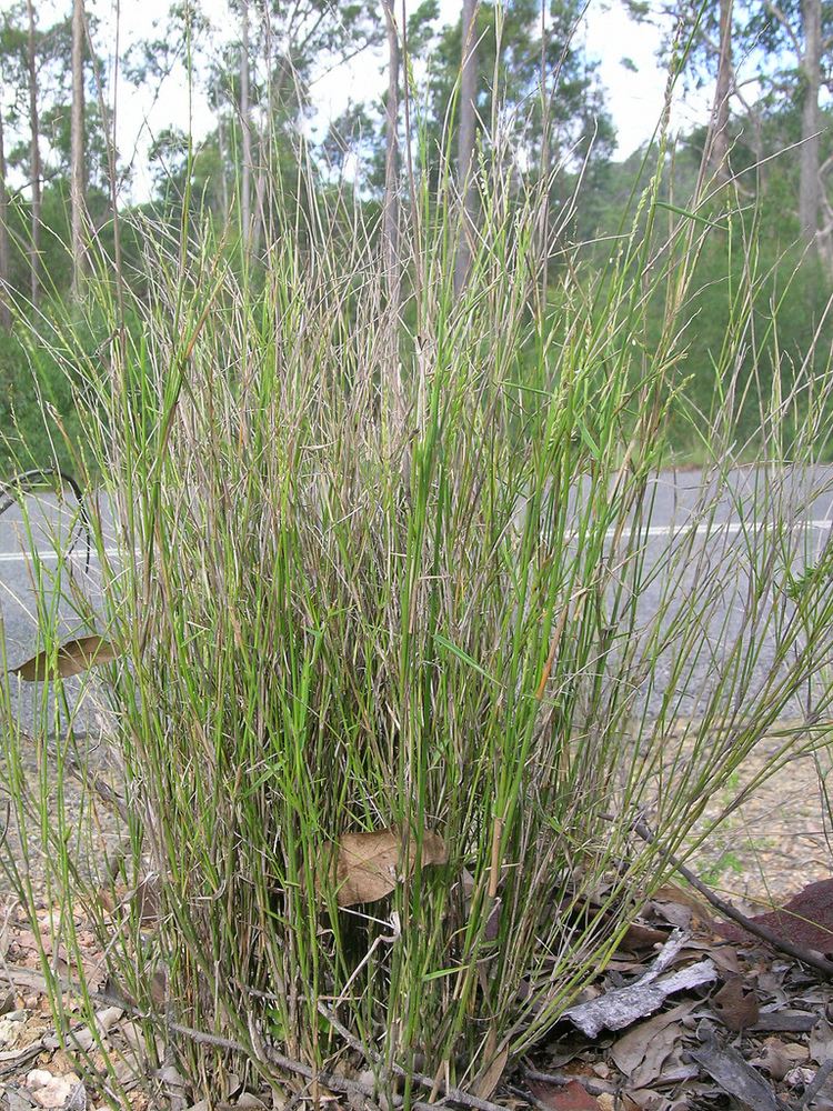 Entolasia stricta Entolasia stricta plant17 Native warmseason perennial Flickr