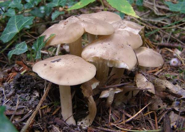 Entoloma rhodopolium Entoloma rhodopolium Wood Pinkgill mushroom