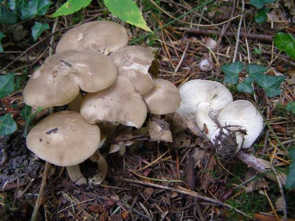 Entoloma rhodopolium Entoloma rhodopolium Wood Pinkgill mushroom