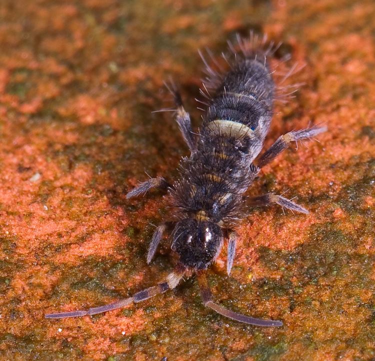 Entomobryoidea