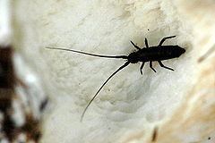 Entomobryomorpha httpsuploadwikimediaorgwikipediacommonsthu