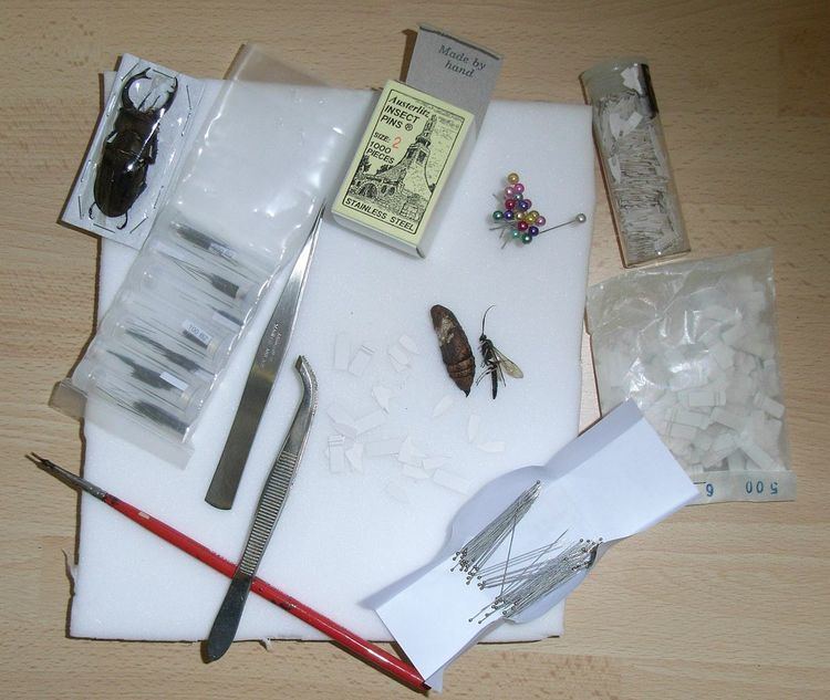 Entomological equipment for mounting and storage