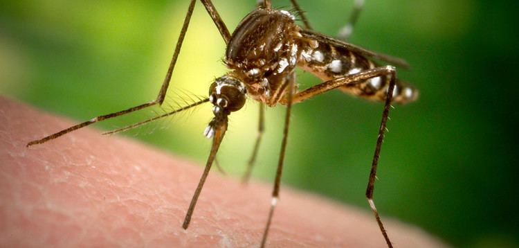 Entomological warfare Is the Zika virus an offshoot of a secret US Army 39entomological