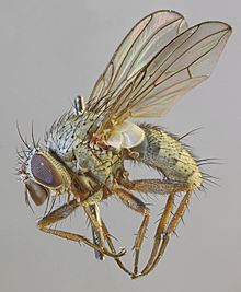 Entomophaga nigrohalterata httpsuploadwikimediaorgwikipediacommonsthu