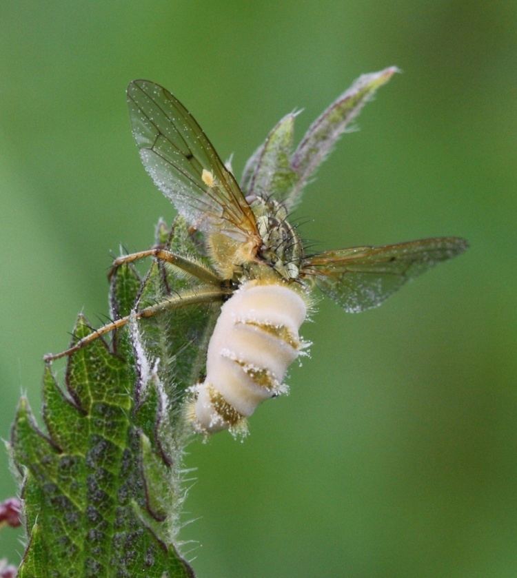 Entomophthora Entomophthora muscae Entomophthora muscae NatureSpot