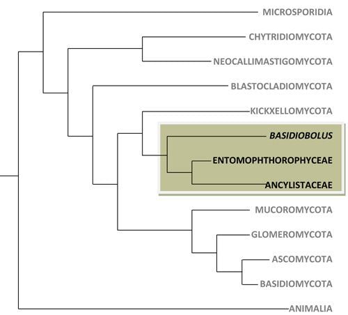 Entomophthoromycota comeniussusquedubiol202fungientomophthoromyc