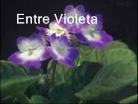 Entre violetas Entre Violetas YouTube