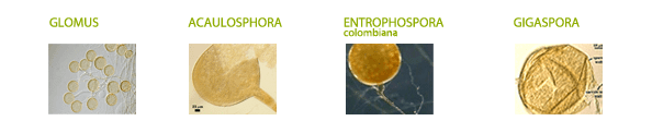 Entrophospora Suppra Colombia