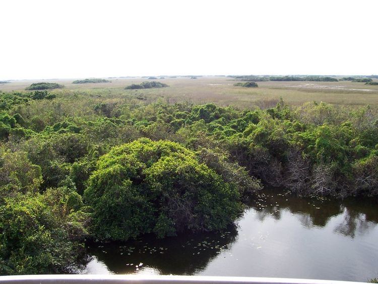 Environment of Florida