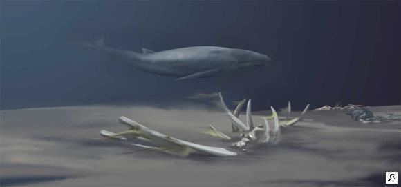 Eobalaenoptera Eobalaenoptera whale and skeleton for Virginia Museum of Natural