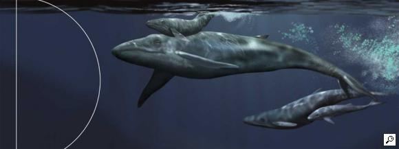Eobalaenoptera Whale calving mural for Virginia Museum of Natural History by