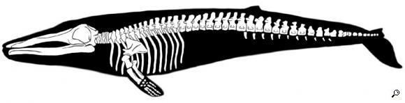 Eobalaenoptera Eobalaenoptera silhouette and skeleton for Virginia Museum of