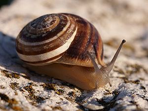 Eobania vermiculata Terrestrial Snails and Slugs