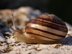 Eobania vermiculata Terrestrial Snails and Slugs