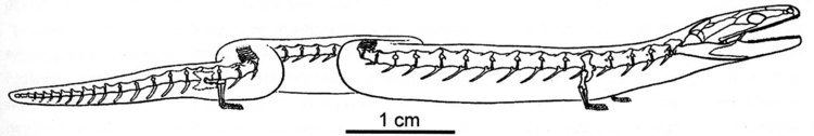 Eocaecilia GEOL431 Vertebrate Paleobiology