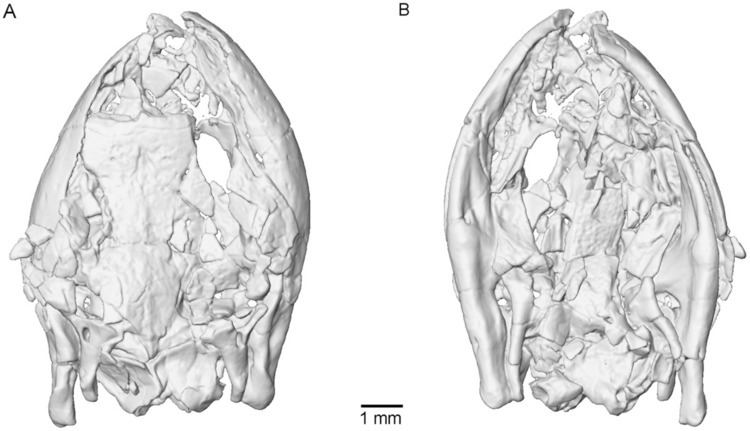 Eocaecilia Eocaecilia Wikipedia