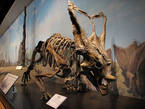 Eoceratops Eoceratops DinoPit