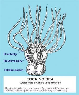 Eocrinoidea Virtual museum Eocrinoidea Eocrinoids