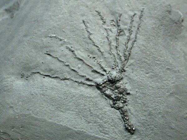 Eocrinoidea Gogia Eocrinoid Fossil