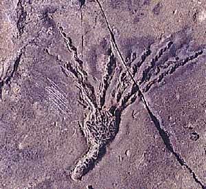 Eocrinoidea wwwucmpberkeleyeduechinodermatagogiajpg