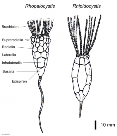 Eocrinoidea Virtual museum Eocrinoidea Eocrinoids