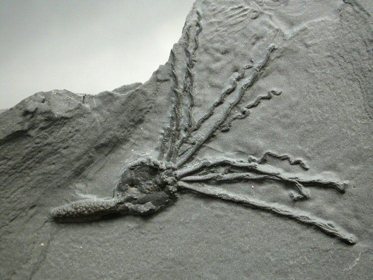 Eocrinoidea Gogia spiralis Eocrinoid Fossil