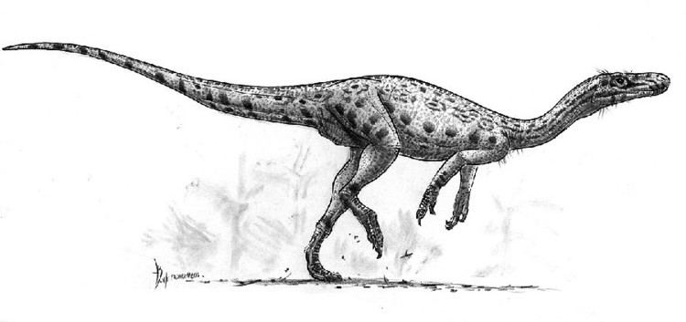 Eodromaeus Eodromaeus Pictures amp Facts The Dinosaur Database