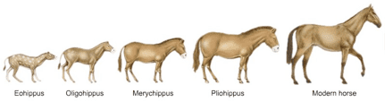 Eohippus eohippus labs Who we are how we started and where we think we