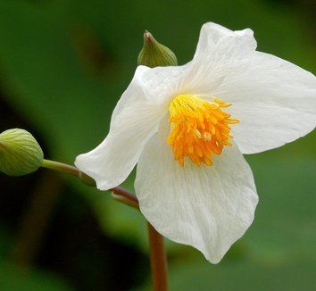 Eomecon Eomecon chionantha Poppy of The Dawn Snow Poppy plant lust