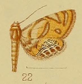 Eoophyla capensis