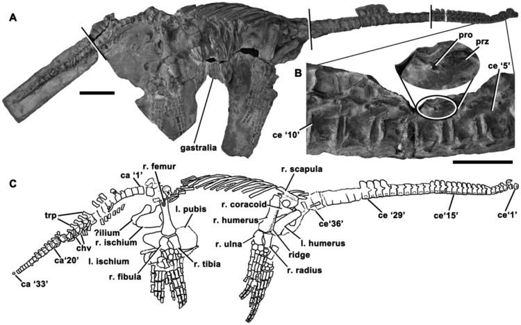 Eoplesiosaurus