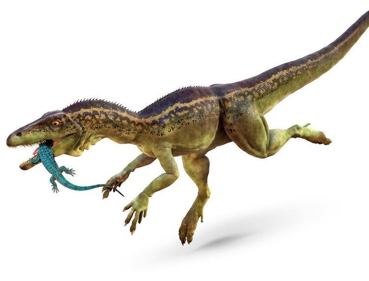 Eoraptor Eoraptor Dinosaur Eoraptor Facts DK Find Out