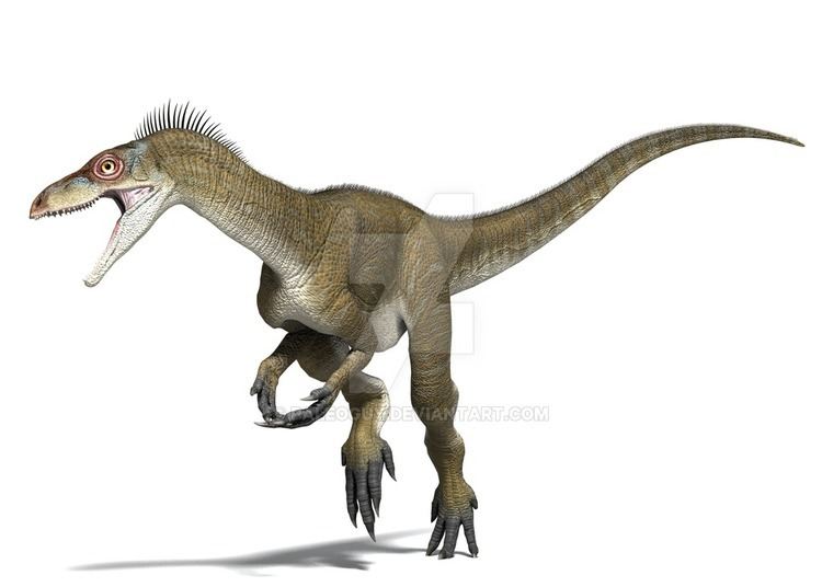 Eoraptor Eoraptor Facts and Pictures