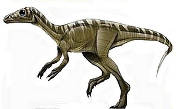 Eoraptor Eoraptor Pictures amp Facts The Dinosaur Database